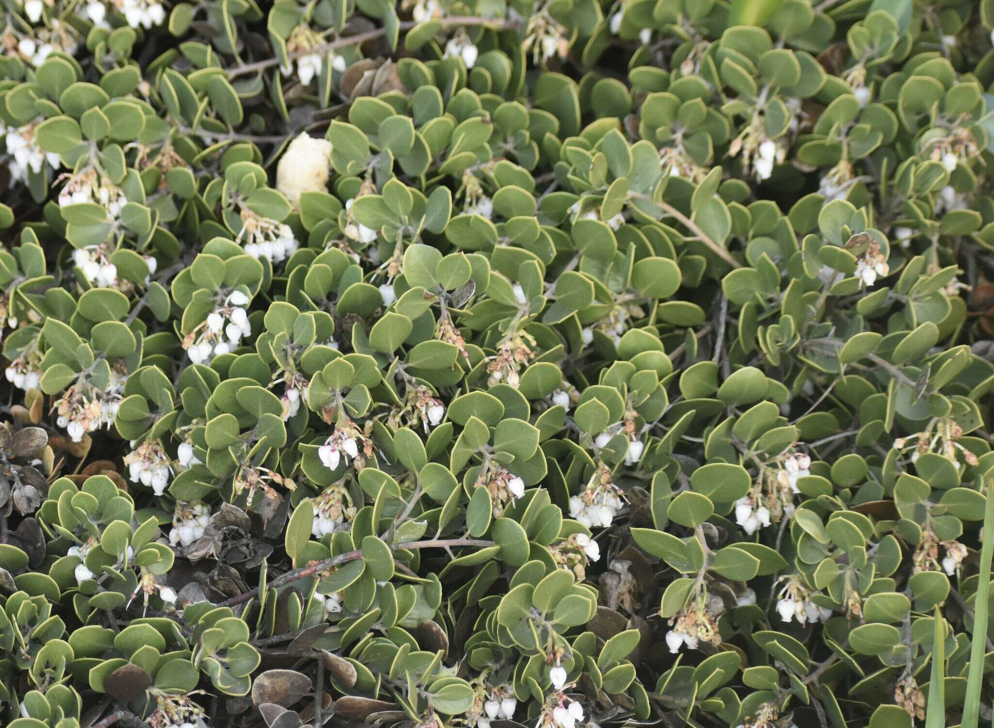 Слика од <i>Arctostaphylos montana</i> subsp. <i>ravenii</i>