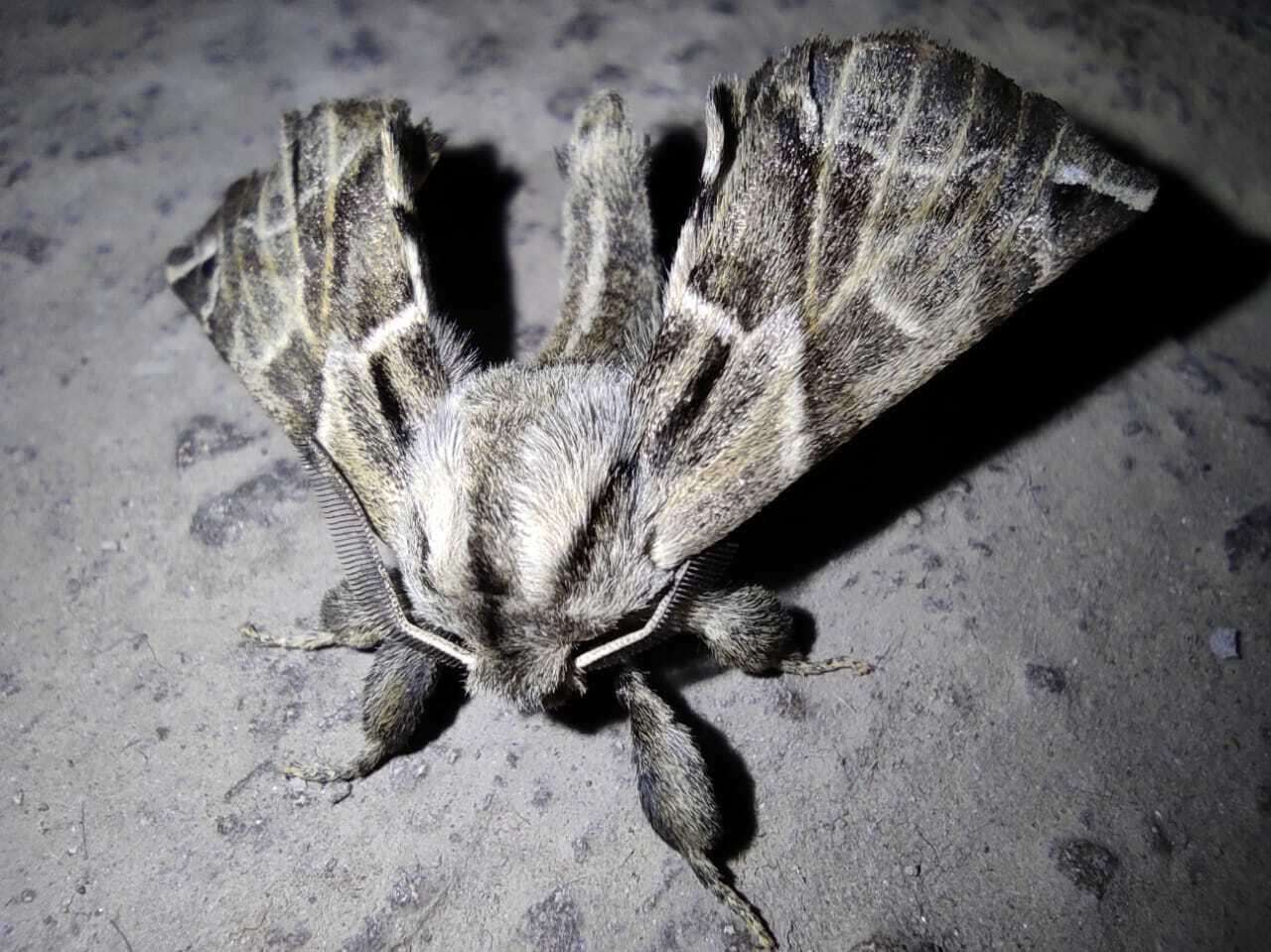 Image of Pudefacted Apatelodes Moth