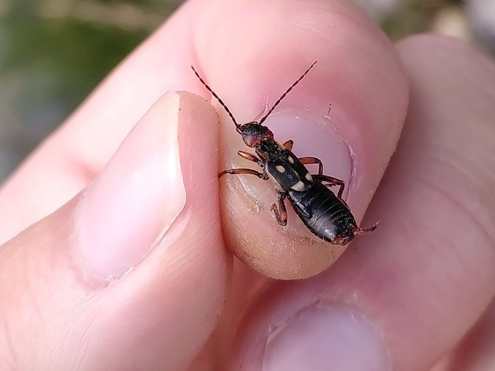 Image of Two-spotted Earwig