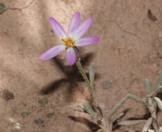 Image of Onoseris gnaphalioides Muschl.