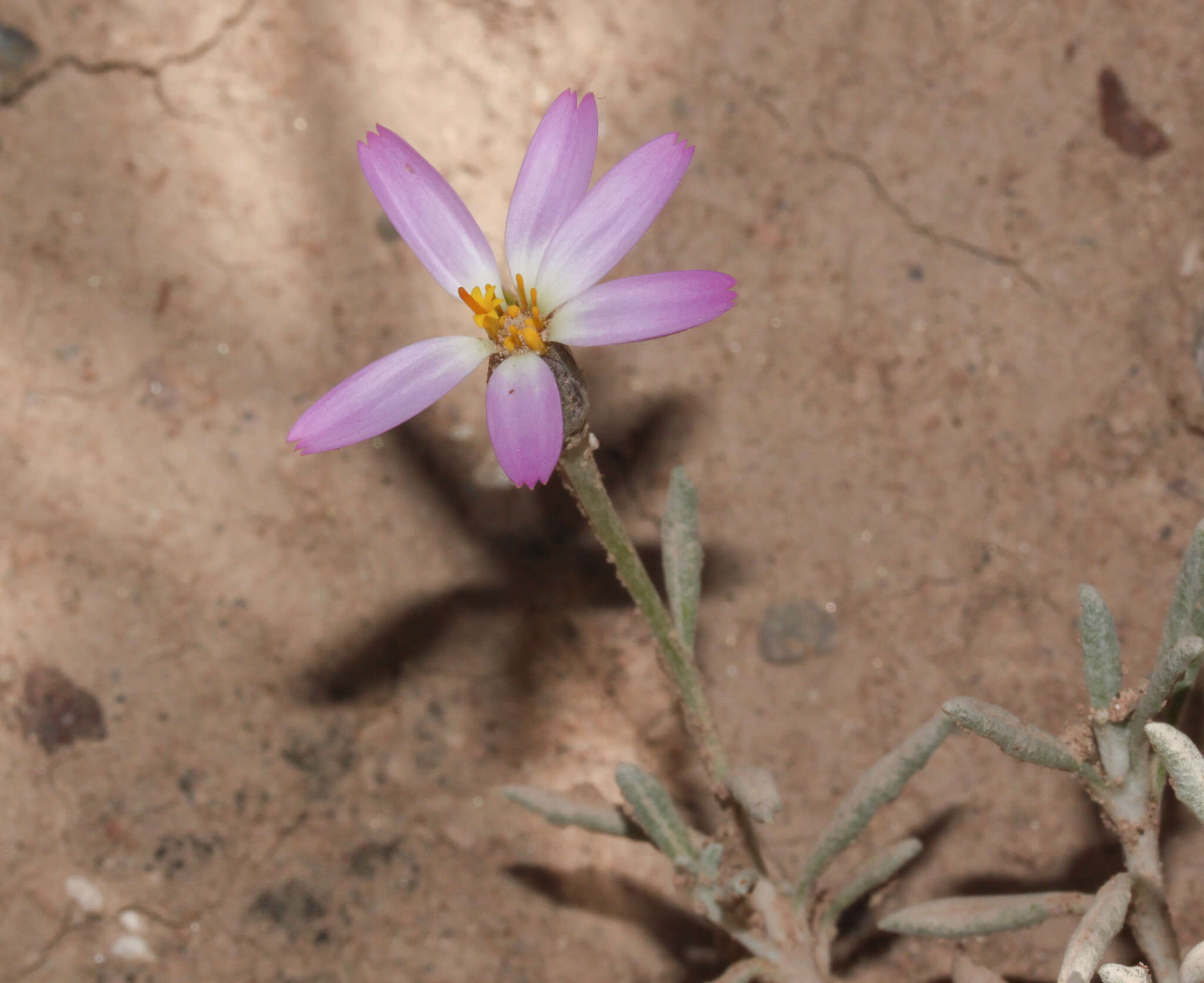 Image of Onoseris gnaphalioides Muschl.