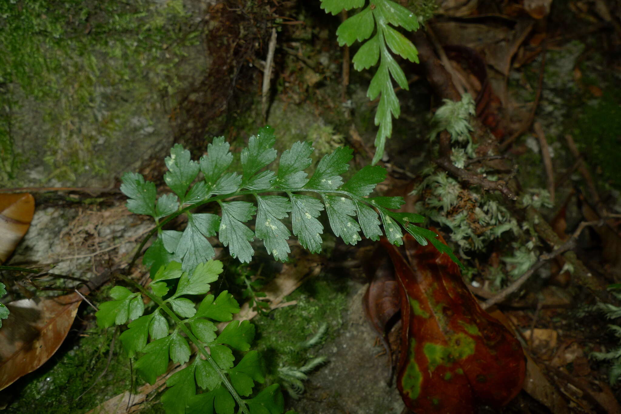 Image of Royal Spleenwort