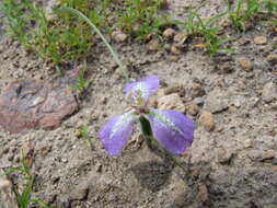 Mastigostyla hoppii R. C. Foster resmi