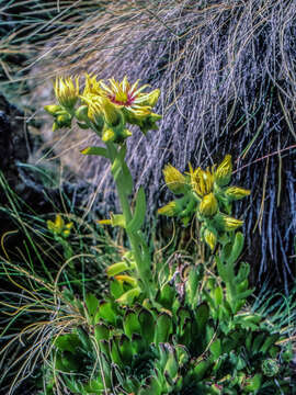 Image of Sempervivum grandiflorum Haw.