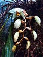 Image of Coelogyne kaliana P. J. Cribb