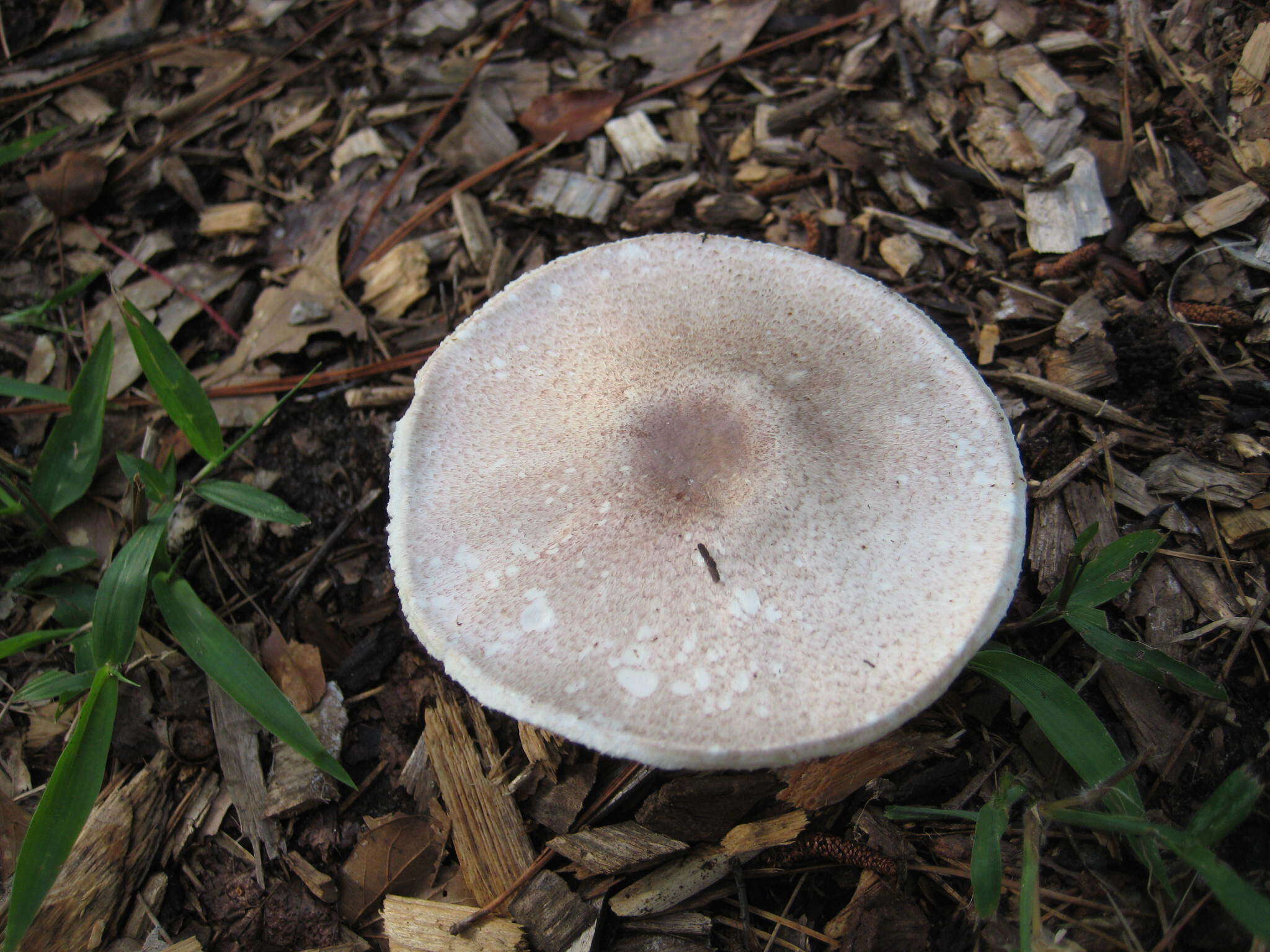 Image of Eastern Flat-topped Agaricus