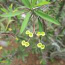 Image of Euphorbia sakarahaensis Rauh