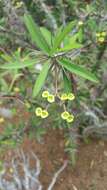 Image of Euphorbia sakarahaensis Rauh