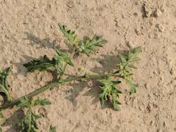 Image of cutleaf nightshade