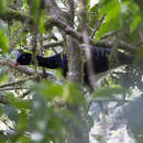 Image of Helmeted Curassow