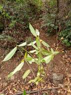 صورة Ixora platythyrsa Baker