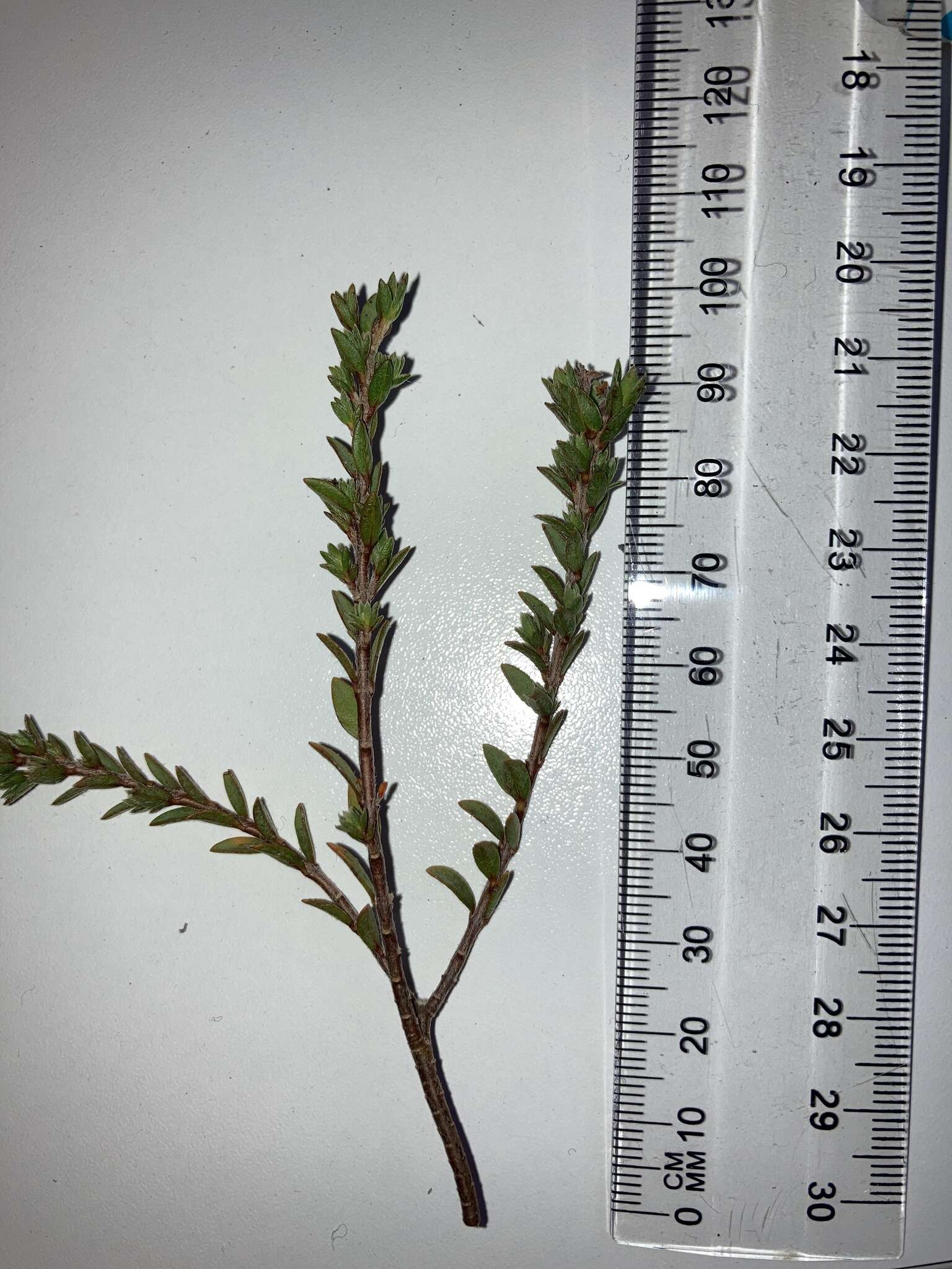 Image of Pimelea oreophila subsp. lepta C. J. Burrows