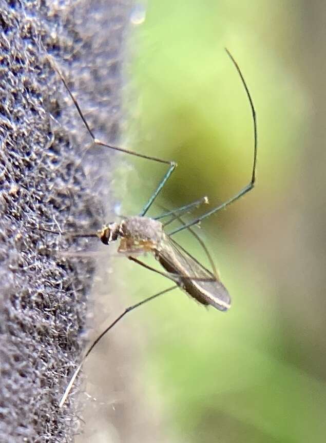 Image of Mosquito