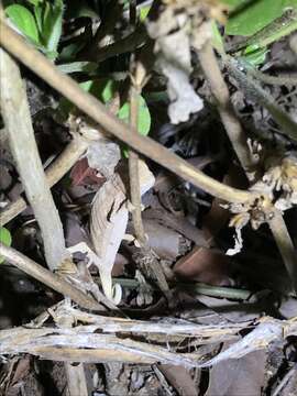 Image of Kenya Leaf Chameleon