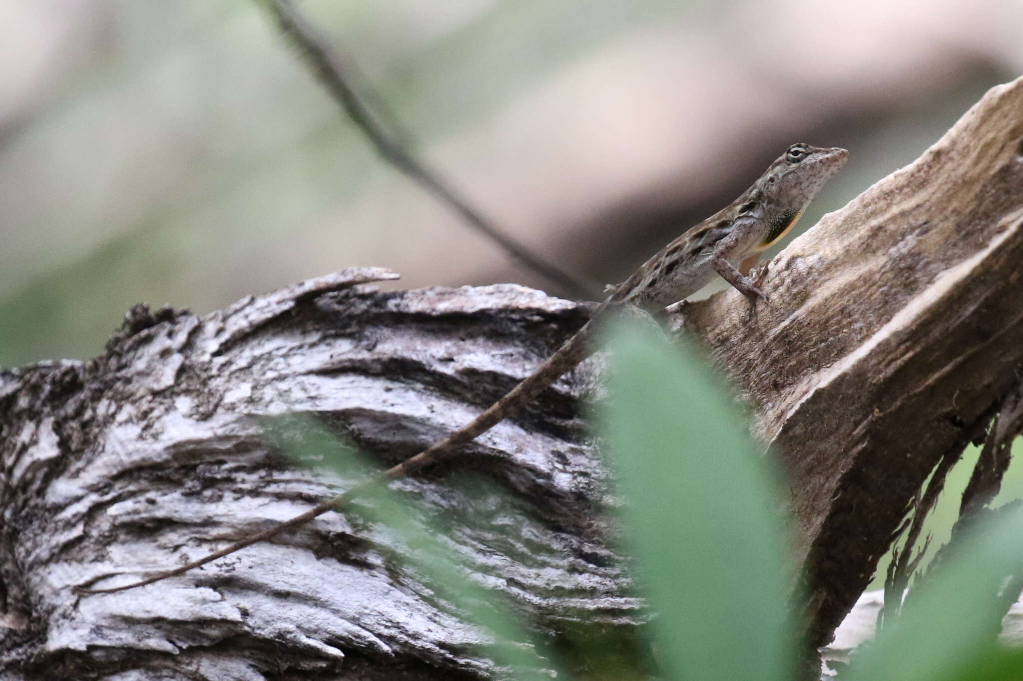 Image of Striped Anole