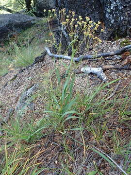 Bupleurum krylovianum Schischk. ex G. V. Krylov resmi