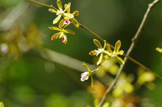 Слика од Encyclia tampensis (Lindl.) Small