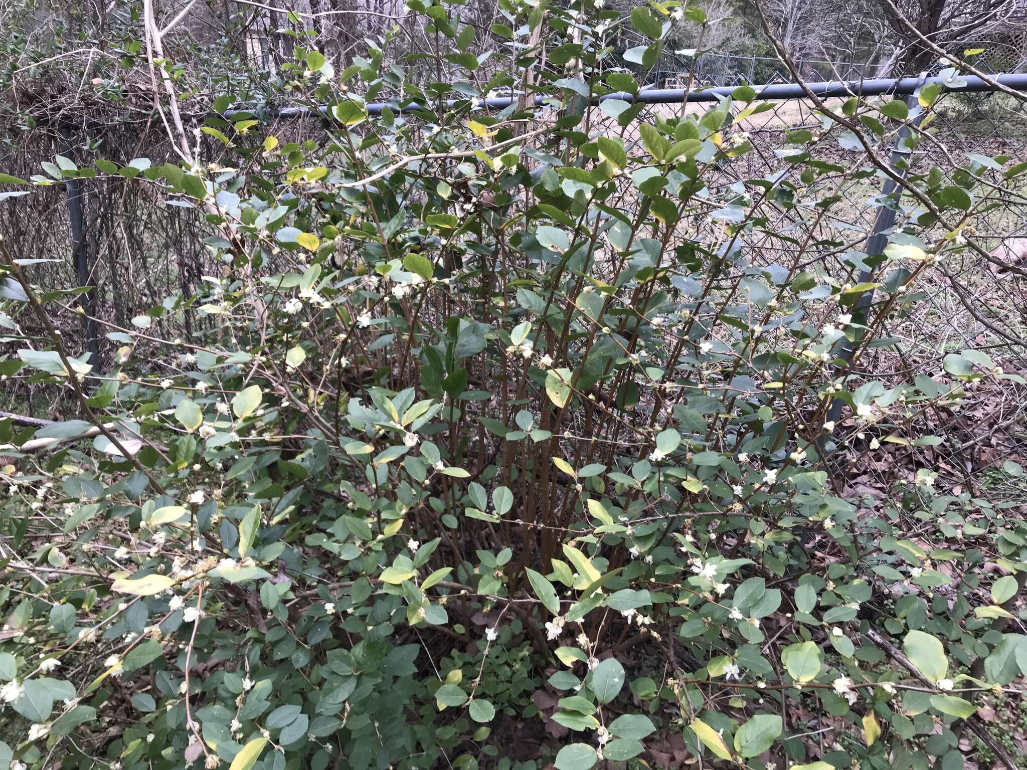 Imagem de Lonicera fragrantissima Lindl. & Paxt.