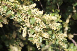 Plancia ëd Prunus ilicifolia subsp. ilicifolia