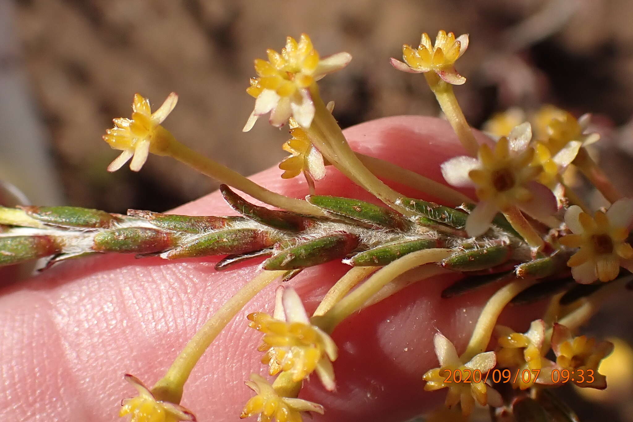 Image de Struthiola eckloniana (Meissn.) Gandoger