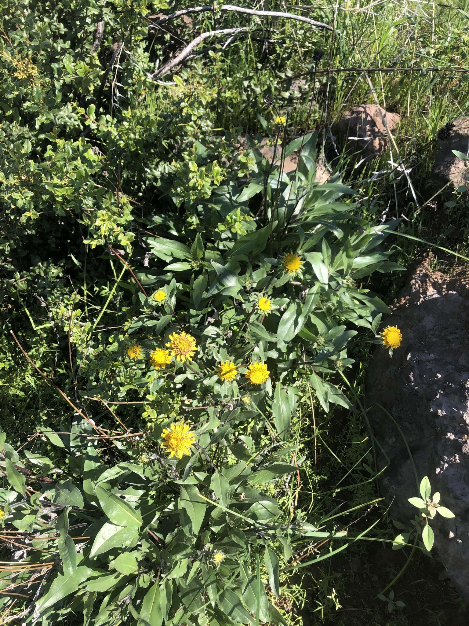 صورة Helianthella californica A. Gray