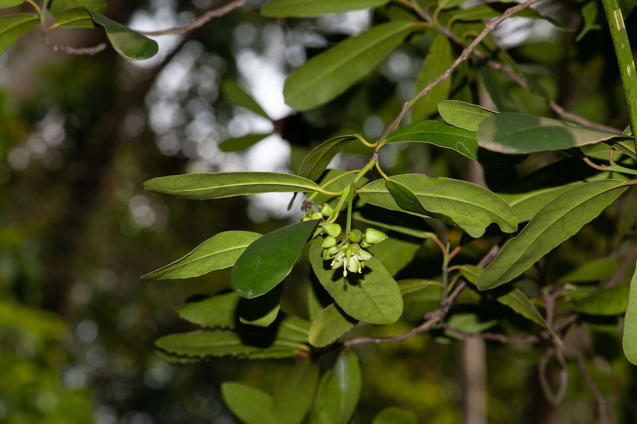 Imagem de Brexia madagascariensis (Lamk.) Thouars ex Ker-Gawl.