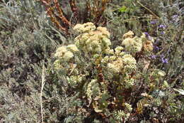 Image of Hylotelephium telephium subsp. ruprechtii (Jalas) H. Ohba