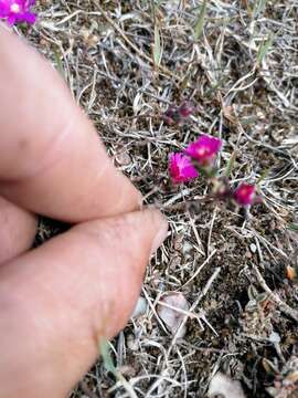 Image of Delosperma neethlingiae (L. Bol.) Schwant.