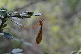 Image of Bittacus texanus Banks 1908