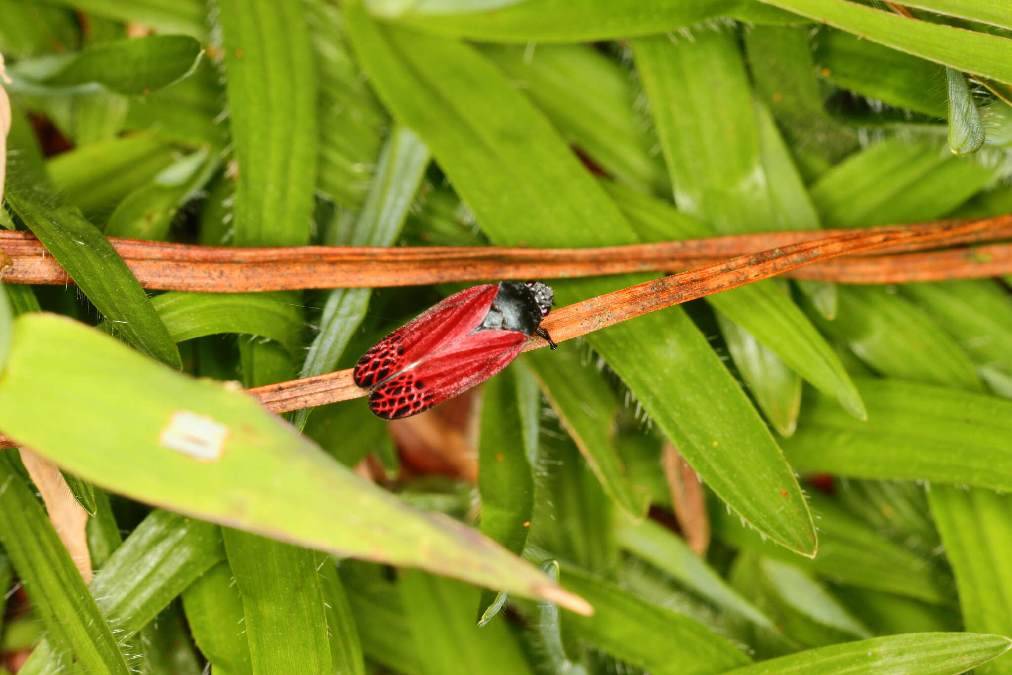 Image of Mahanarva (Mahanarva) rubripennis (Schmidt 1922)