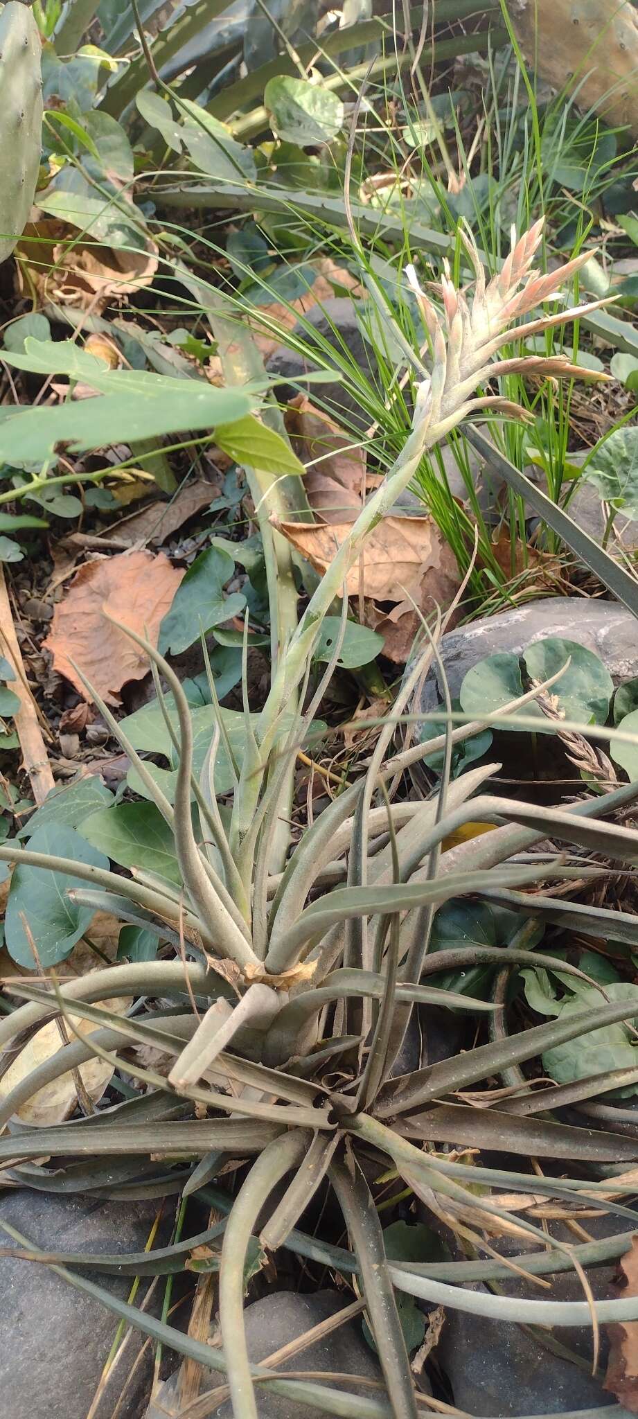 Image of Tillandsia didisticha (É. Morren) Baker