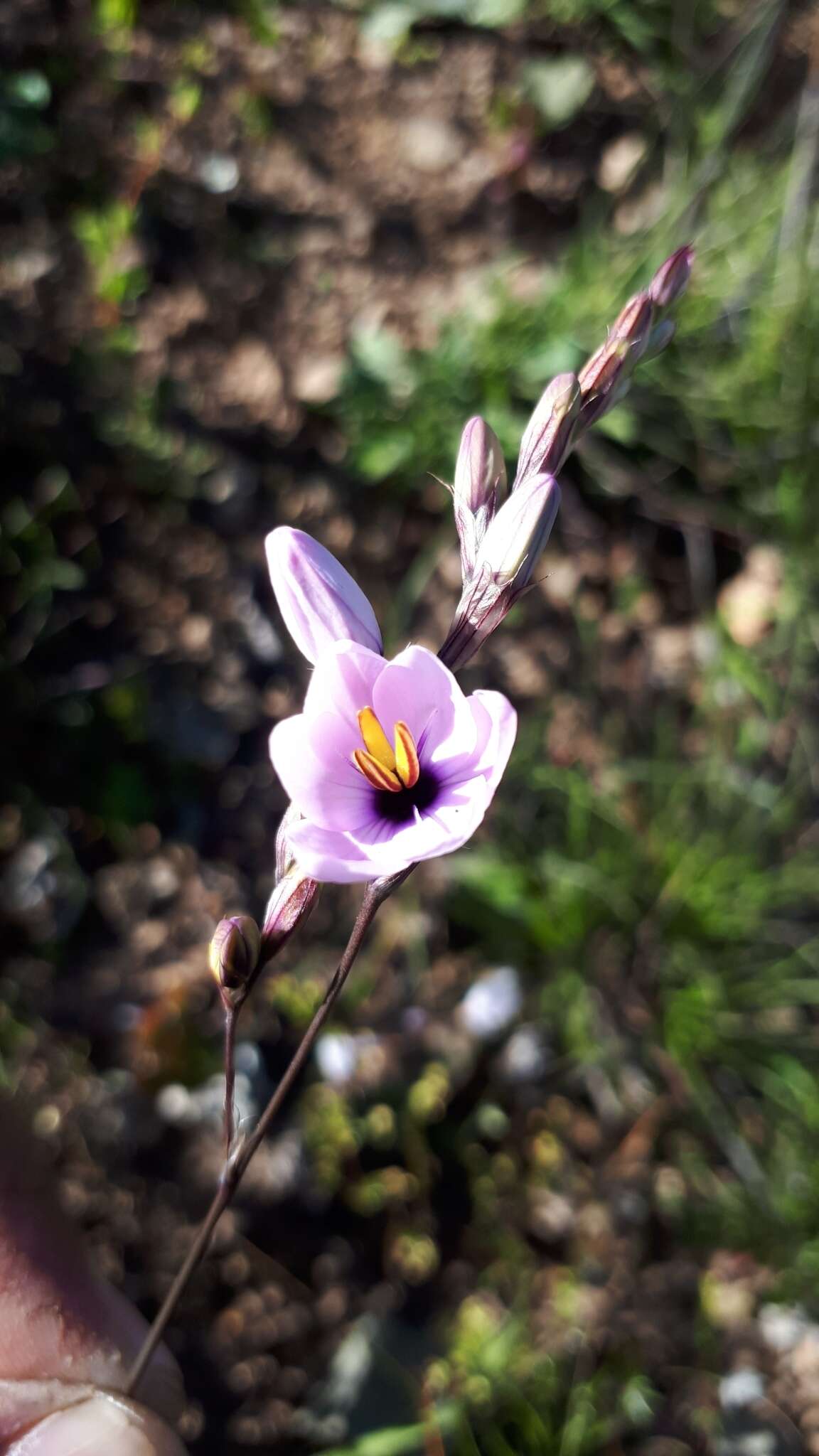 Image of Ixia stolonifera G. J. Lewis