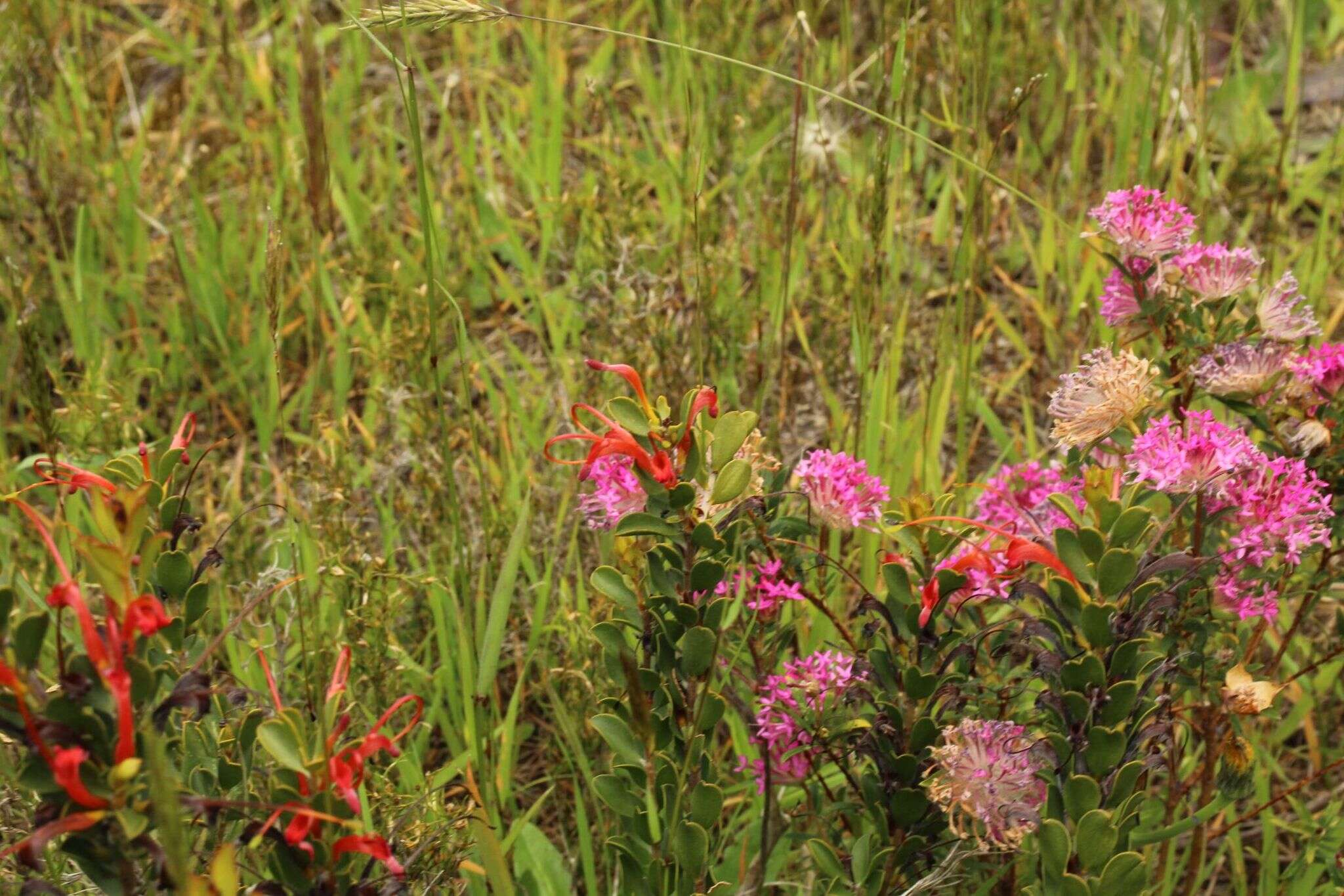 Imagem de Adenanthos obovatus Labill.