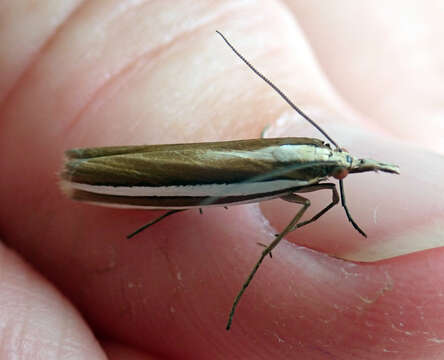 Image of Orocrambus siriellus Meyrick 1882