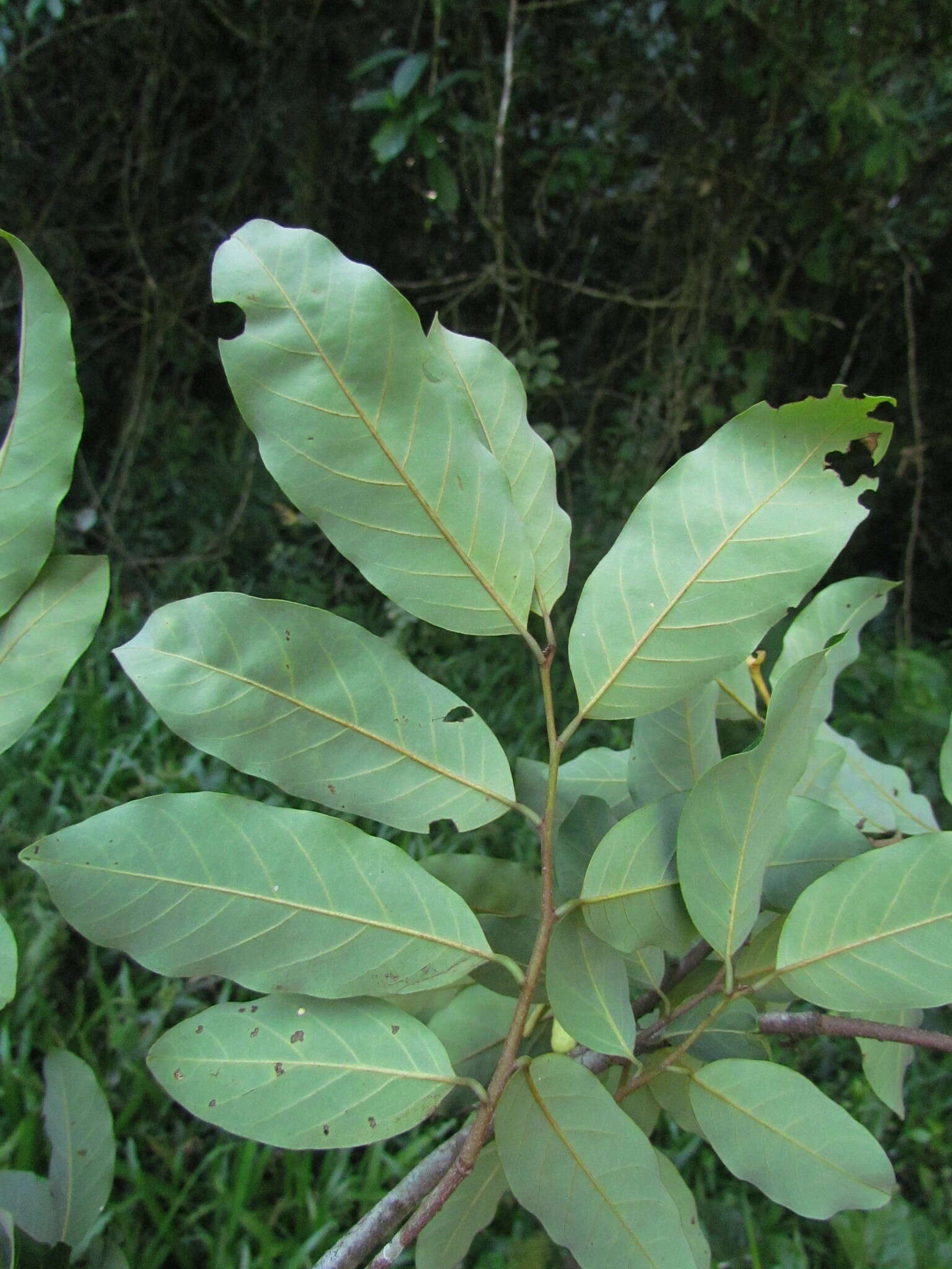 Image of Annona neosericea H. Rainer