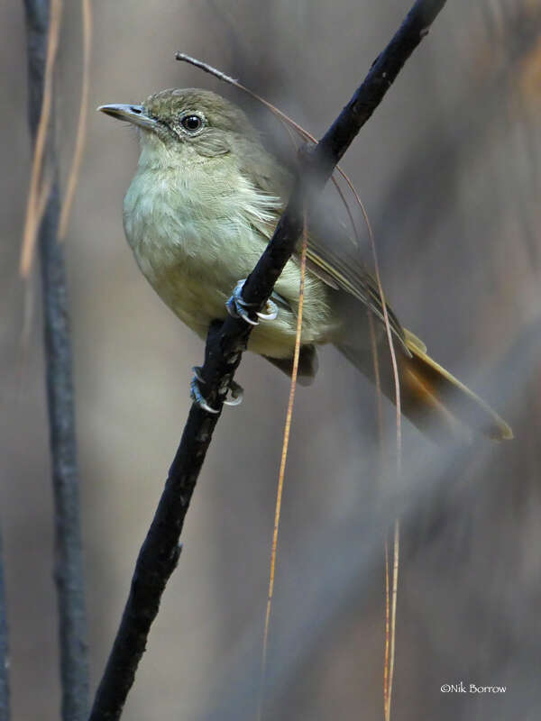 Image of Cabanis's Greenbul