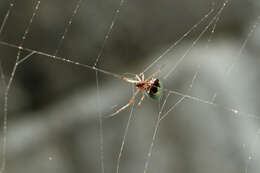 Image of Dewdrop spider