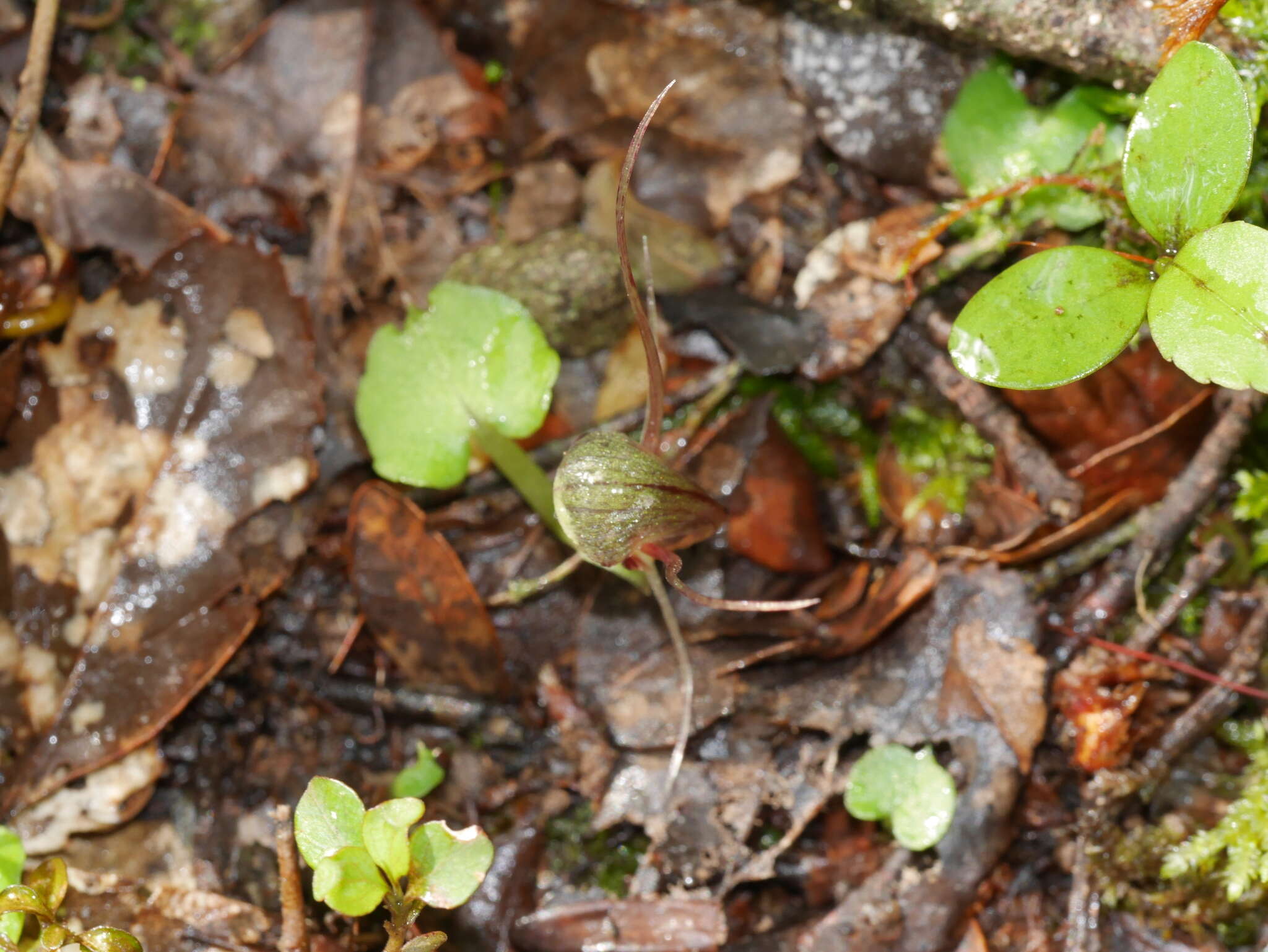 Image of Corybas vitreus Lehnebach