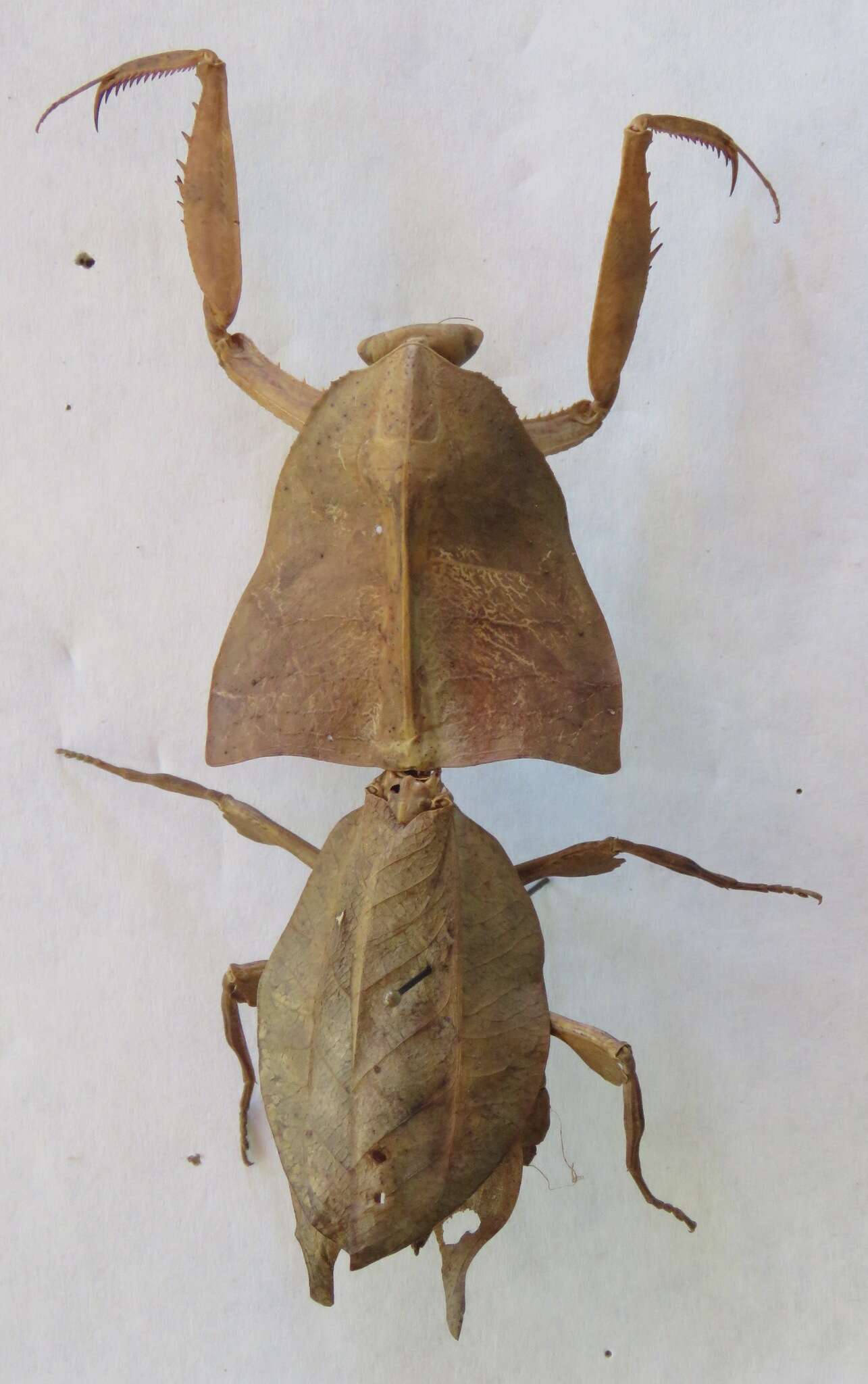 Image of Deroplatys truncata Guerin-Meneville 1843