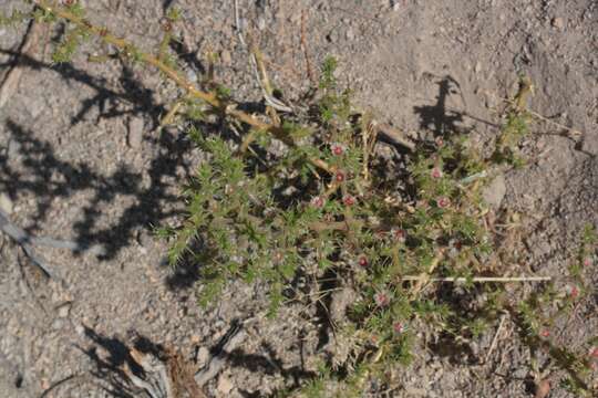 Image of barbwire Russian thistle