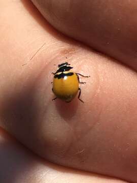 Image of Coccinella trifasciata subversa Le Conte 1854