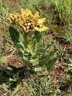 Image of Pachycarpus concolor subsp. transvaalensis (Schltr.) Goyder