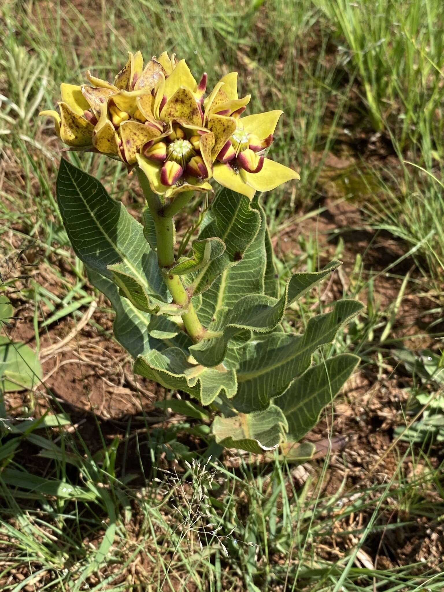 Sivun Pachycarpus concolor subsp. transvaalensis (Schltr.) Goyder kuva