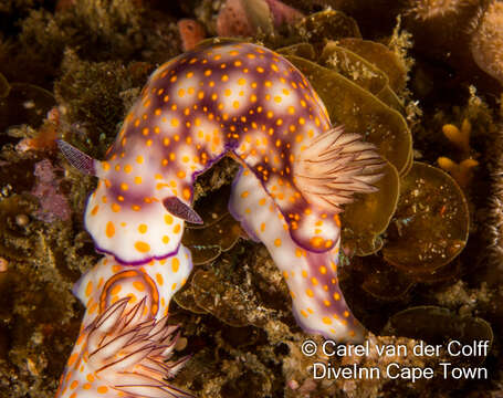 Image de Hypselodoris pulchella (Rüppell & Leuckart 1830)