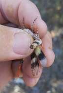 Image of Three-banded Grasshopper