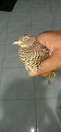 Image of Barred Buttonquail