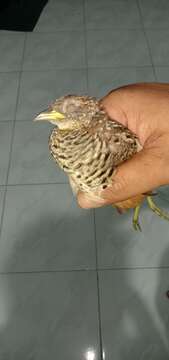 Image of Barred Buttonquail