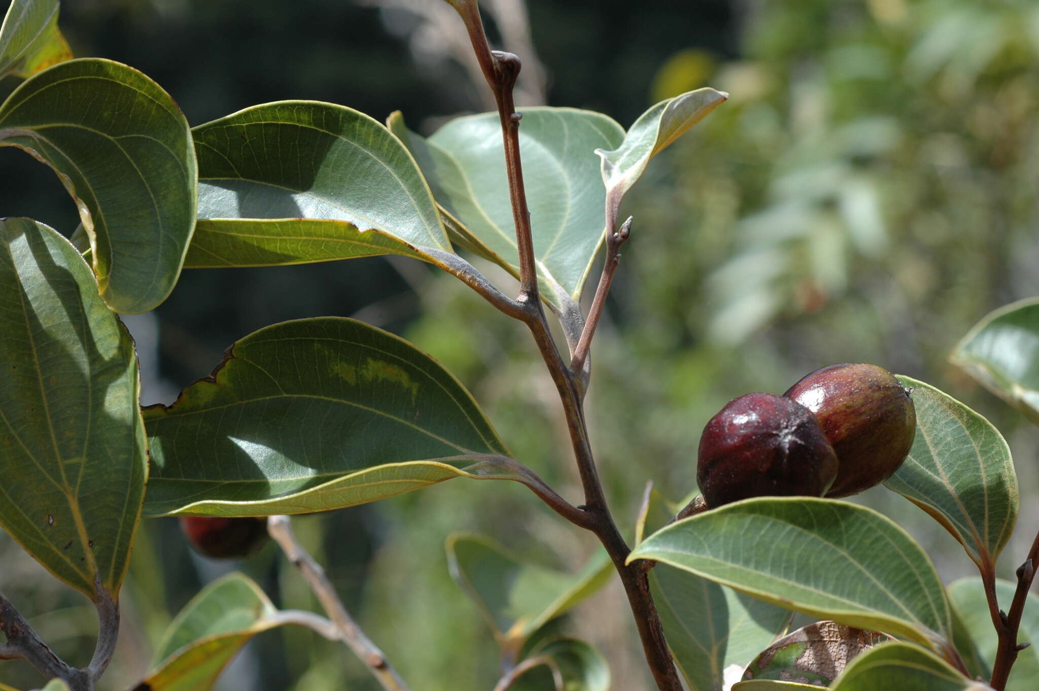 Cryptocarya guillauminii Kostermans的圖片