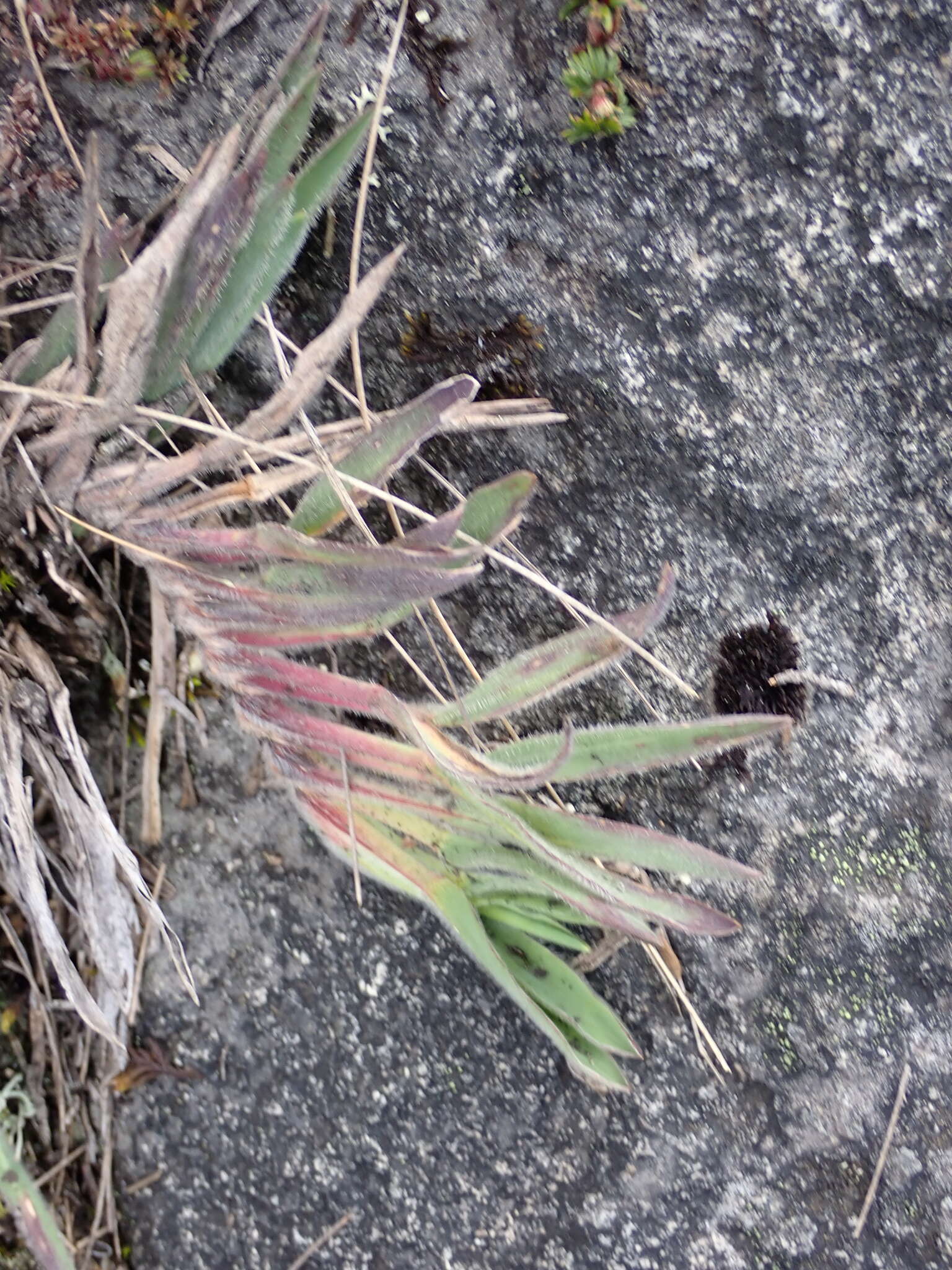 Image of Paspalum bonplandianum Flüggé