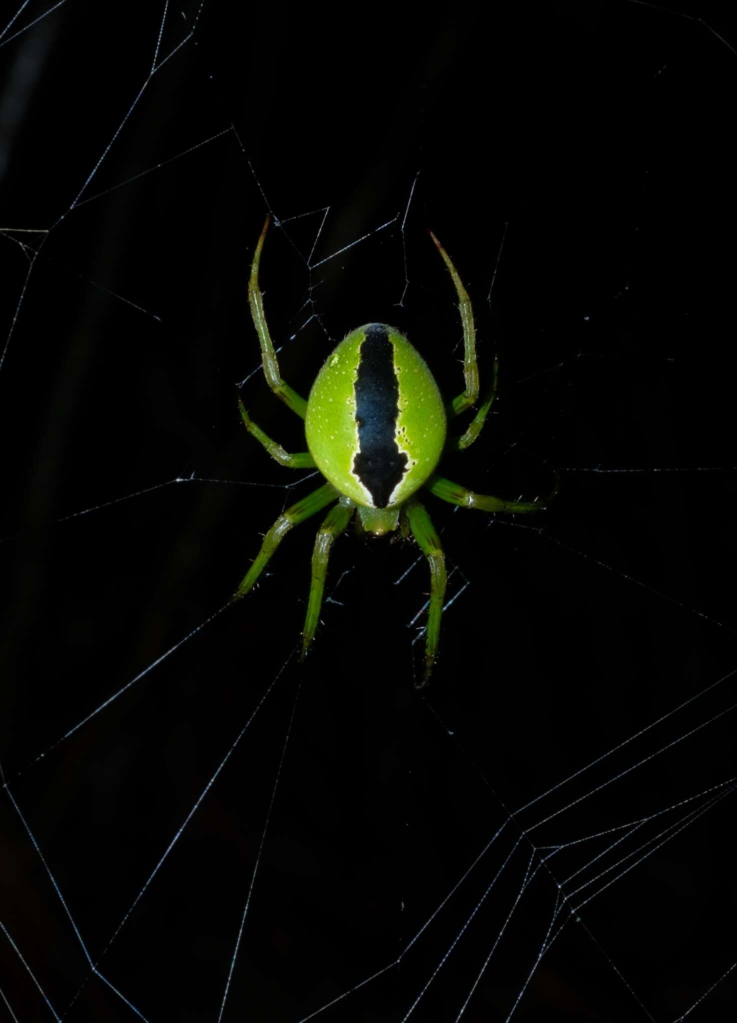 Image de Colaranea melanoviridis Court & Forster 1988